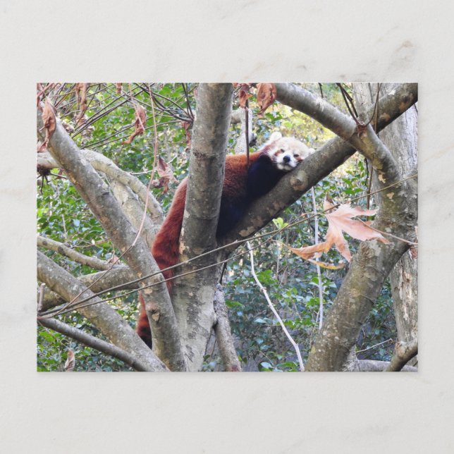 Red Panda Vykort (Framsida)