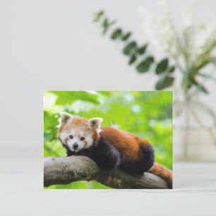Red Panda Vykort