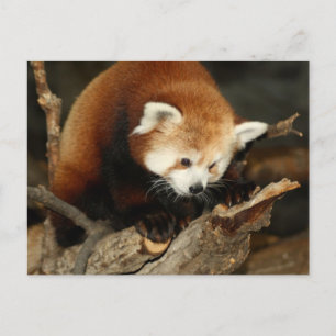 Red Panda Vykort