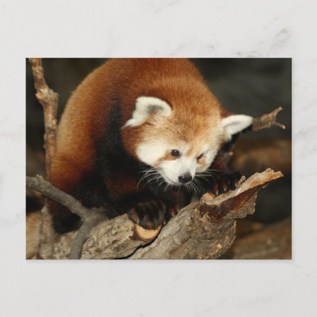 Red Panda Vykort (Framsida)