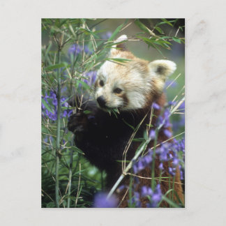Red Panda Vykort