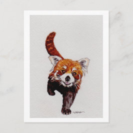 Red Panda Vykort