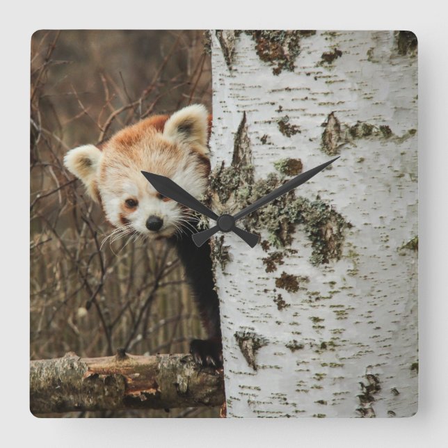 Red Panda Wall Clock Fyrkantig Klocka (Framsida)