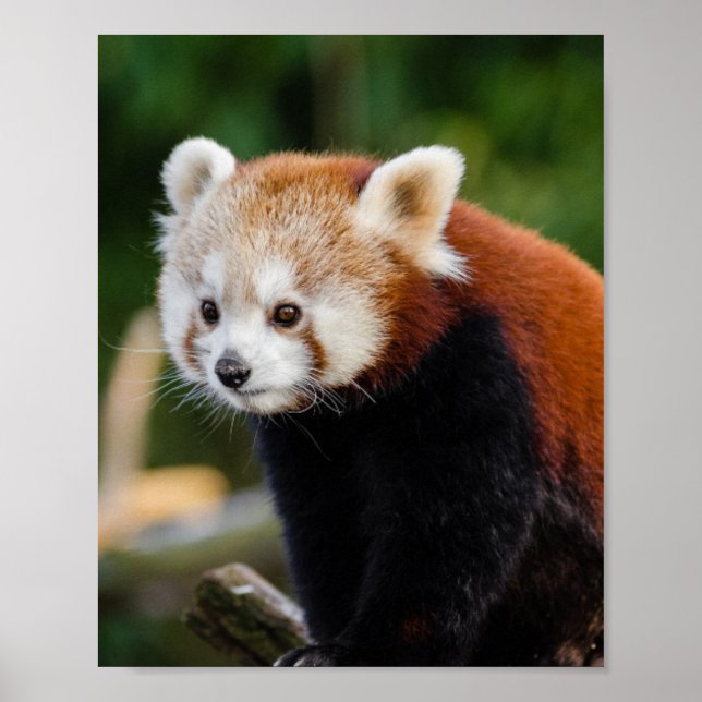Red Panda Wildlife Poster (Framsidan)