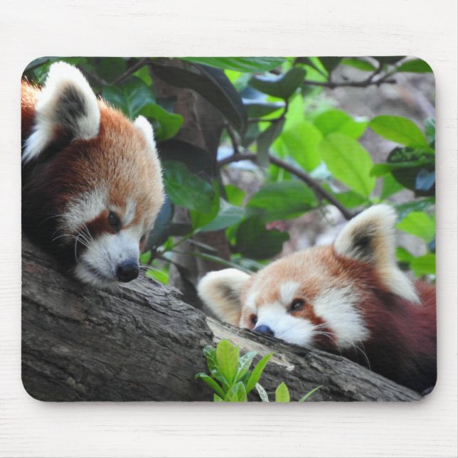 Red Pandas Musmatta (Framsidan)