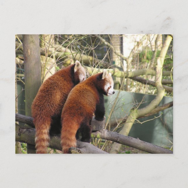 Red Pandas Postcard Vykort (Framsida)