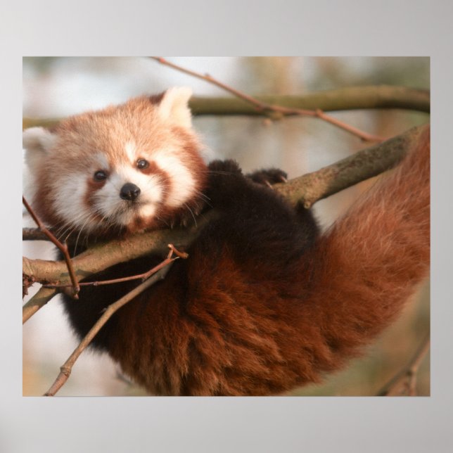 RED PANDAS POSTER (Framsidan)