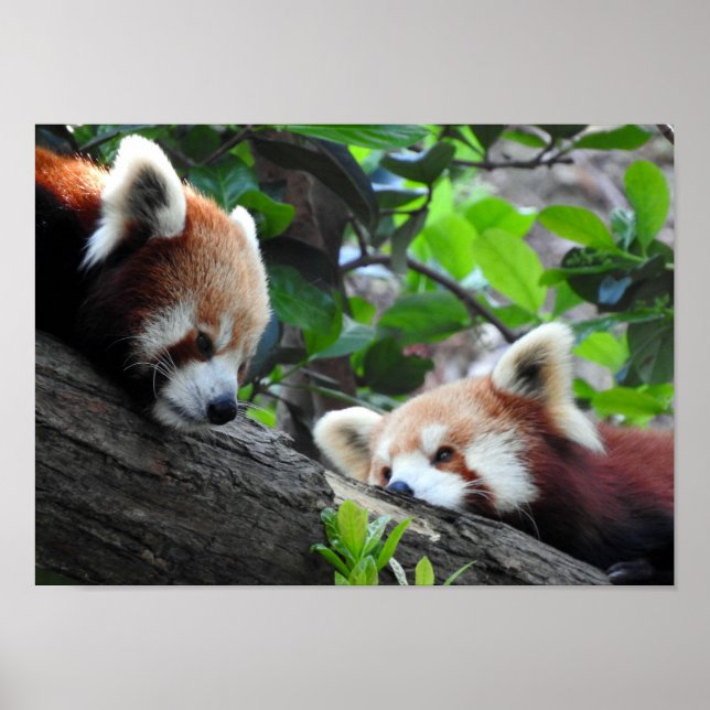 Red Pandas Poster (Framsidan)