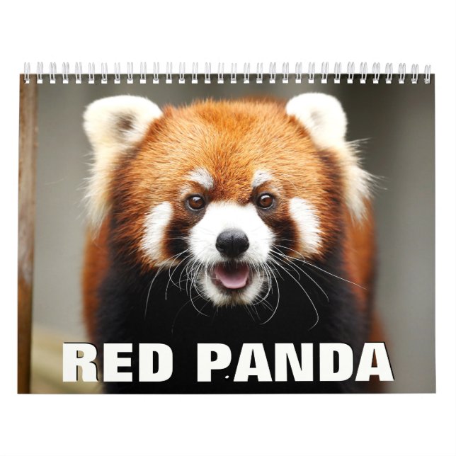 Red Pandas Wall Calendar Kalender (Omslag)