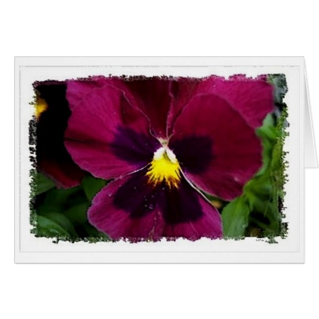 Red Pansie Hälsningskort (Framsidan Horizontal)