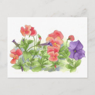 Red Pansies Lila Petunias Watercolor Flowers Vykort