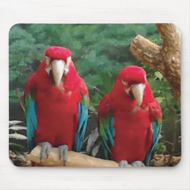 Red Parrots Musmatta (Framsidan)