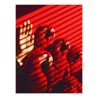 Red Parrots och en hand Fototryck