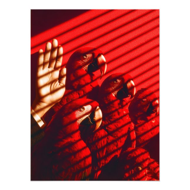 Red Parrots och en hand Fototryck (Framsidan)