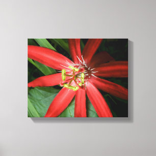 Red Passion Flower Canvastryck