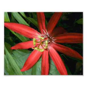 Red Passion Flower Fototryck