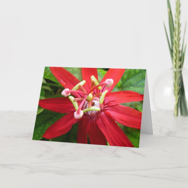 Red Passion Flower Kort (Framsida)