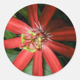 Red Passion Flower Runt Klistermärke