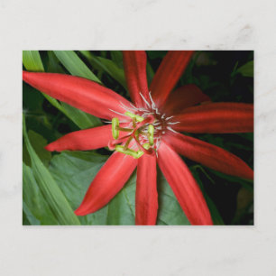 Red Passion Flower Vykort