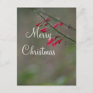 Red penstemon God jul Helg Vykort