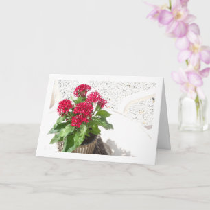 Red Pentas, Egyptian Star Flower Kort