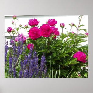 Red Peonies and Lila blommor Photograph Poster
