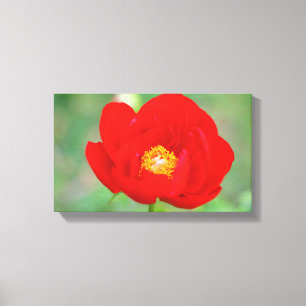 Red Peony Flower Canvastryck