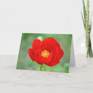 Red Peony Flower Kort