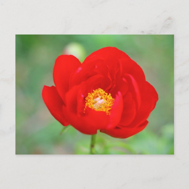 Red Peony Flower Vykort (Framsida)
