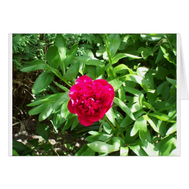 Red Peony Hälsningskort (Framsidan Horizontal)