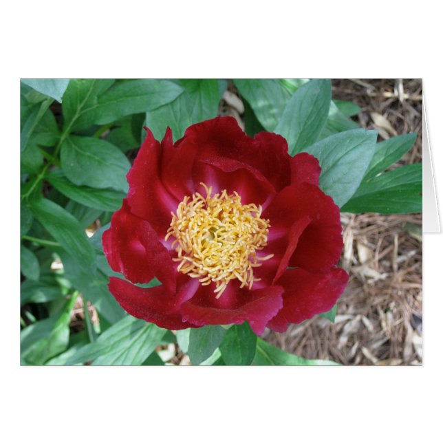 Red Peony Hälsningskort (Framsidan Horizontal)