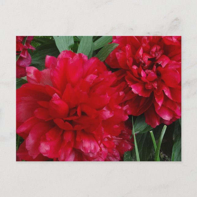 Red Peony vycard Photo Vykort (Framsida)