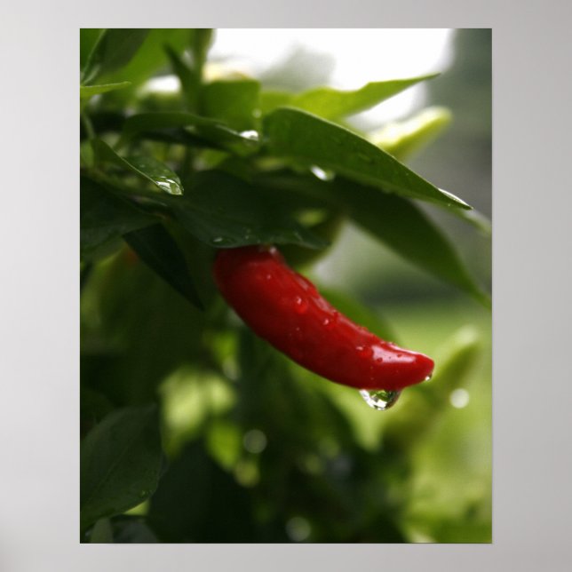 Red Pepper in Rain Poster (Framsidan)