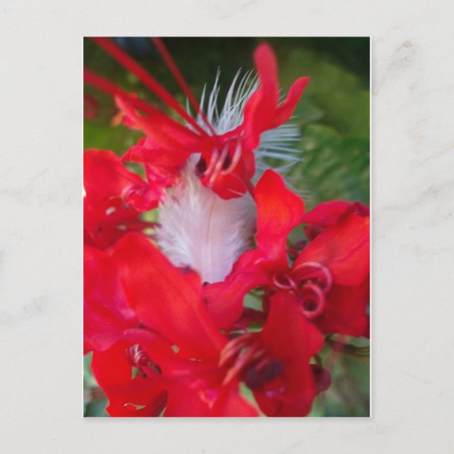 Red Petal Feather Art Skriv ut Vykort (Framsida)