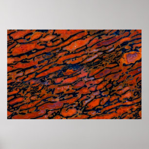 Red Petrified dinosauer bone Poster