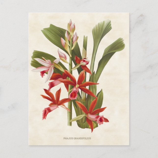 Red Phaius Orchid Vintage Botanical Vykort (Framsida)