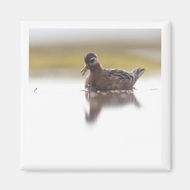Red Phalarope 2x2 magnet (Framsidan)