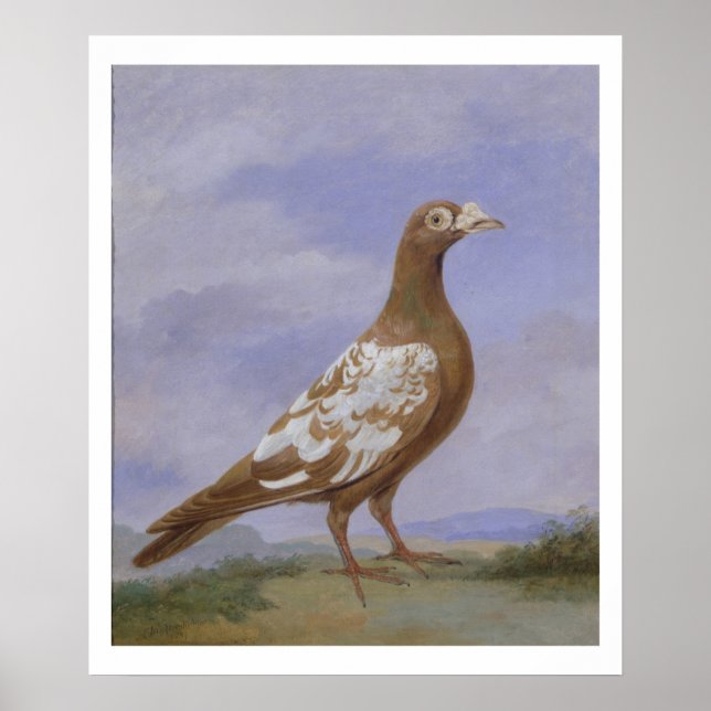 Red Pied Carrier Pigeon (olja på canvas) Poster (Framsidan)