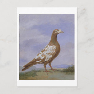 Red Pied Carrier Pigeon (olja på canvas) Vykort