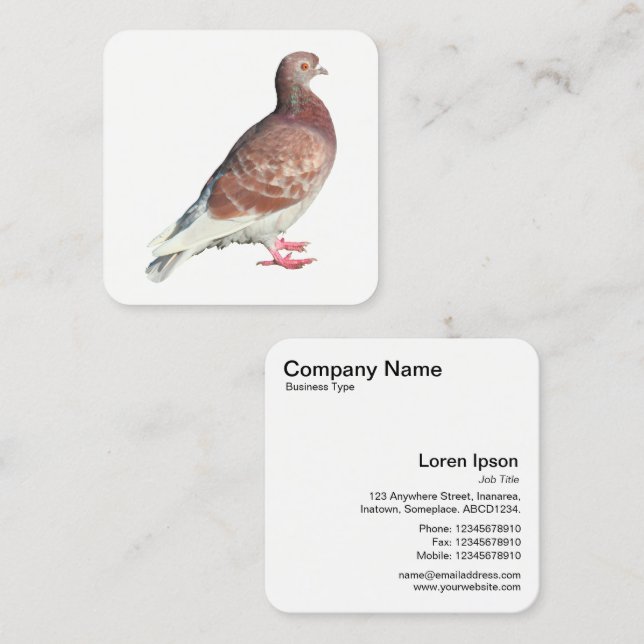 Red Pigion Fyrkantigt Visitkort (Fram/baksida)