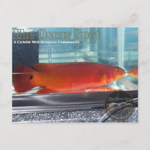 Red Pike Cichlid Vykort