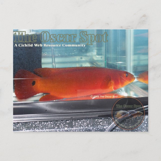 Red Pike Cichlid Vykort (Framsida)