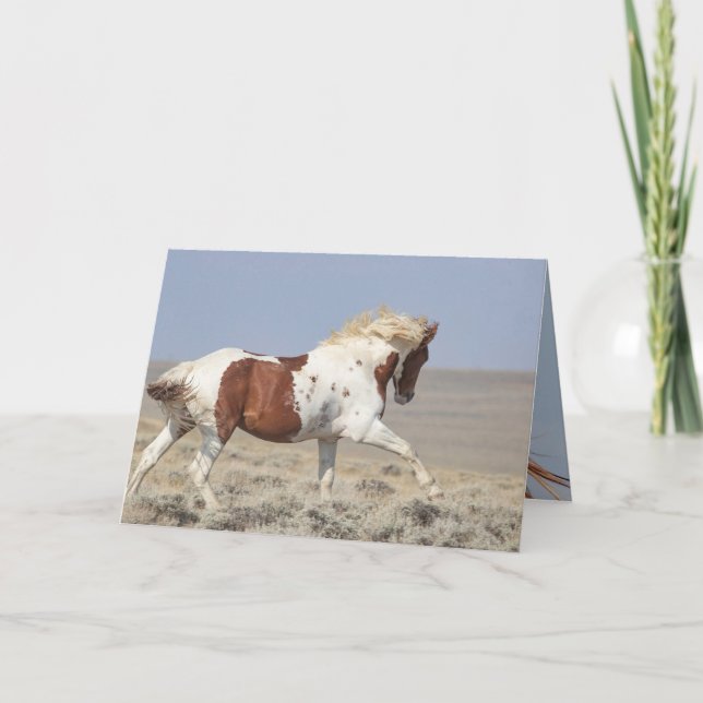 Red Pinto Stallion Leaps Vild Horse Greeting Card Kort (Framsida)