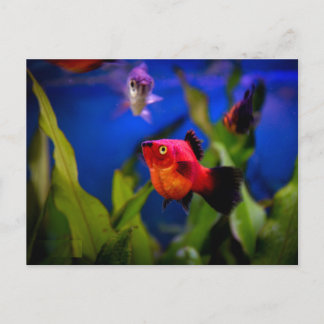 Red Platy Fish Vykort