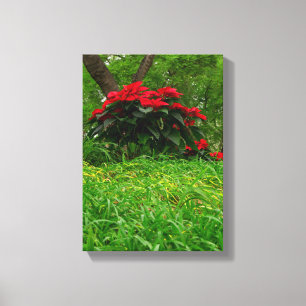 Red Poinsettia Canvastryck