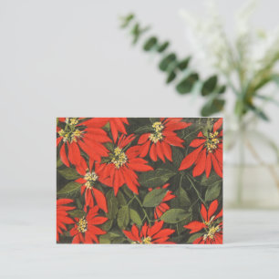 Red Poinsettia Helg Vykort
