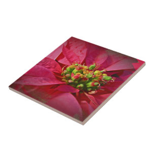Red Poinsettia - jul Kakelplatta