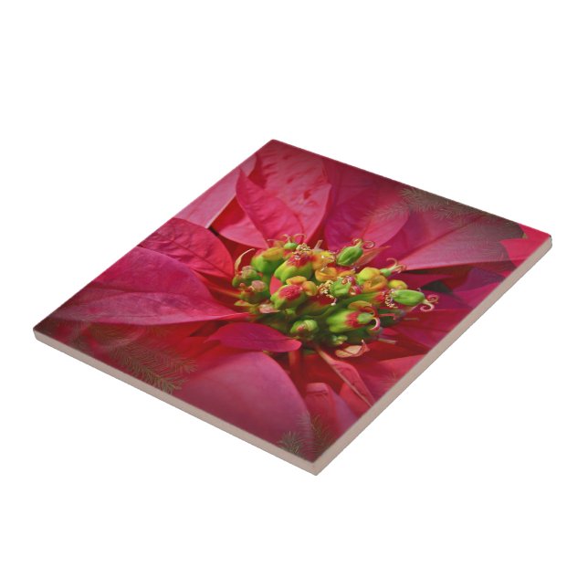 Red Poinsettia - jul Kakelplatta (Sidan)
