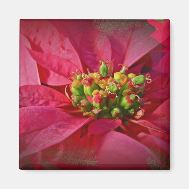 Red Poinsettia - jul Magnet (Framsidan)