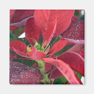 Red Poinsettia - Magnet